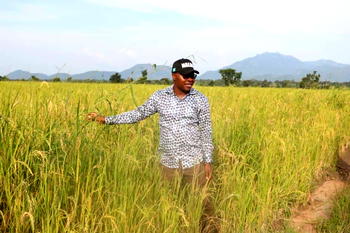 Adamawa communities donate land to NALD for wheat farming, cow fattening