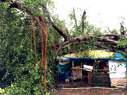 How 100-yr-old tree fell, rose again in 24hours