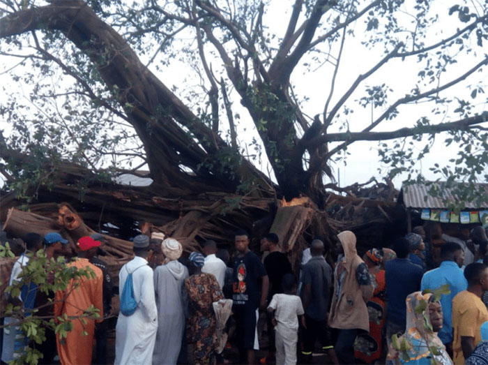 100-year-old tree falls in Oyo, kills 4, damages motorcycles, buses