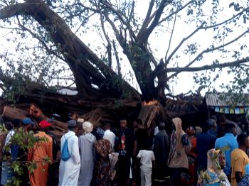 Fallen mysterious tree: Alaafin visits scene, condoles families of victims