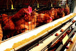 Eat eggs to boost immune system, poultry farmers urge Nigerians