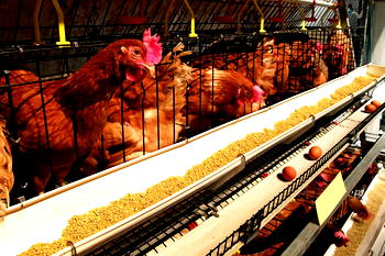 Eat eggs to boost immune system, poultry farmers urge Nigerians