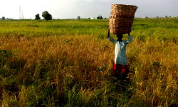 Northern farmers face poor harvest as drought blights early farming