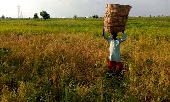 Hunger looms, as drought hits Kano rice farmers