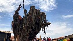 Oyo tree that fell, killed 4, ‘rises’