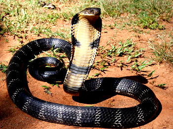 Indian man kills wife with cobra
