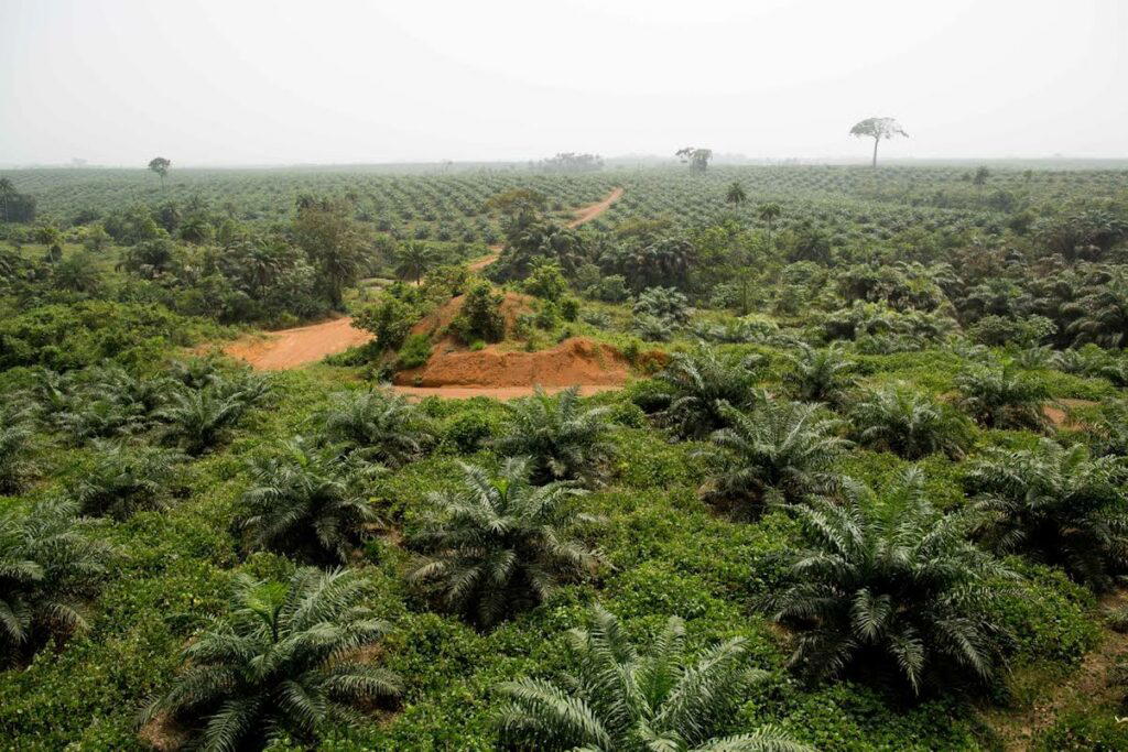 Alleged 250 hectares land-grabbing: How hoodlums chased us away on our land —Ibadan landowners