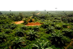 Family raises alarm over activities of  bandits, land grabbers in Lagos community