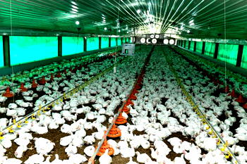 Cross River poultry farm begins bird evacuation