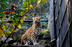 6 sentenced to jail after leopards escaped safari park China