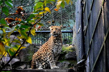 6 sentenced to jail after leopards escaped safari park China