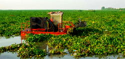 LASWA tackles hyacinth on Lagos waterways