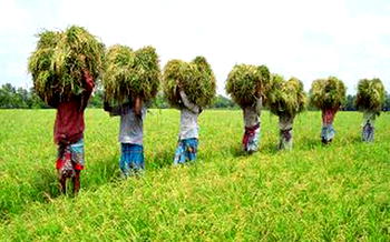 Hunger looms as bumper harvest fails to reduce high food prices in Bauchi