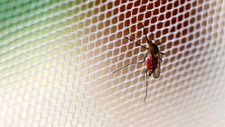Ondo govt to distribute 3.3m mosquito nets