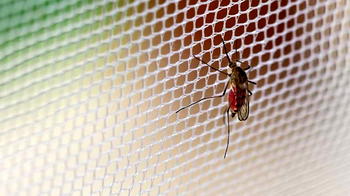 Ondo govt to distribute 3.3m mosquito nets