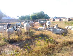 ‘Police repel bandits attack, rescue 11 victims, recover 38 cows in Katsina’