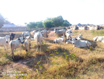 ‘Police repel bandits attack, rescue 11 victims, recover 38 cows in Katsina’