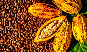 Cocoa association denies report of EU’s plan to ban export of cocoa