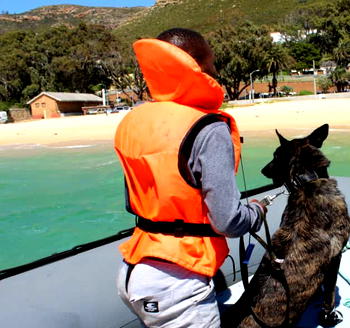 Response to Illegal Wildlife Poaching: Specialist K9 units deployed at Table Mountain National Park
