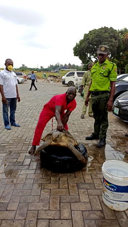 Endangered animal Species: LASEPA rescues sea turtle