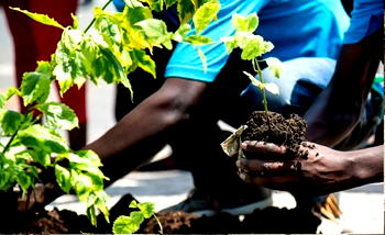 EECCA holds post COP26 workshop, 500 million tree-planting flag-off
