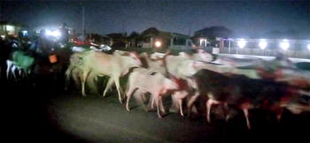 Panic as 1,000 herd of cattle invade Osogbo