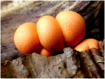 [Advertorial] Natural Pain Relief Discovery for Joint Pain, Arthritis & Rheumatism Stuns Doctors
