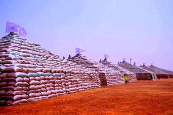 Food Security: 106 CSOs hail Buhari, Emiefele over launch of rice pyramids