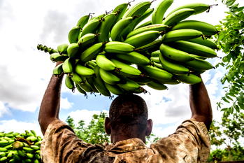 Man in court for allegedly stealing plantain