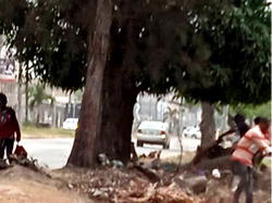 SUICIDE: Unknown man found dangling from mango tree in Festac
