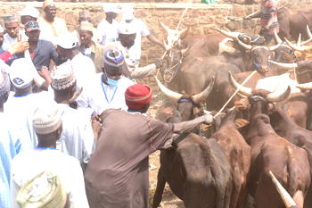 NALDA gives hope to rehabilitated drug addicts, women and youths with livestock empowerment