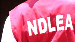 NDLEA arrests 1,016 suspects in Kano, seizes 9 tons of illicit drugs