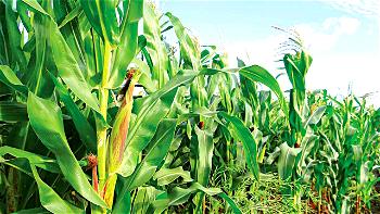 How Nigerian Agricultural Sector Can Be Revived