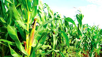 Man, 45, in court over alleged destruction of N60m maize farm
