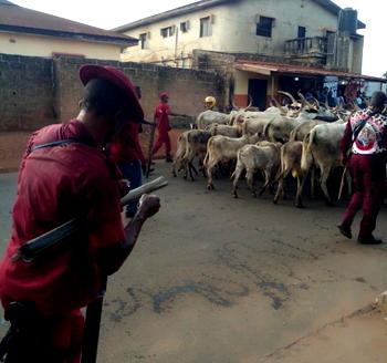 Anti-Grazing Law: Ondo Amotekun, Soldiers clash over arrest of 100 cows