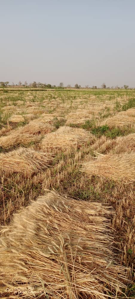 NALDA begins harvest of 1000mts of wheat in Gombe