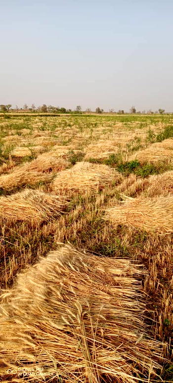 NALDA begins harvest of 1000mts of wheat in Gombe