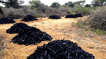 Zamfara raises alarm over tree felling for charcoal
