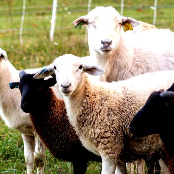 Agribusiness: Experts call on govt to boost sheep, goat value chain for job creation