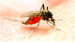 3-dose malaria vaccine set to revolutionise malaria prevention in Africa