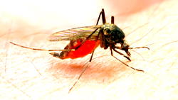 World Mosquito day: Reps urge FG to declare state of emergency on malaria