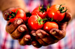 Food production: Council trains over 60 seed producers