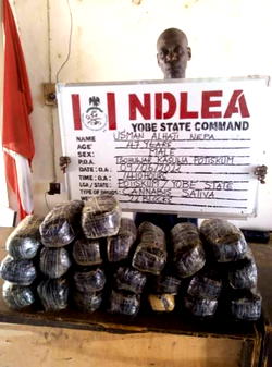 Drugs War: NDLEA arrests 39 dealers, patrons in Abuja raid