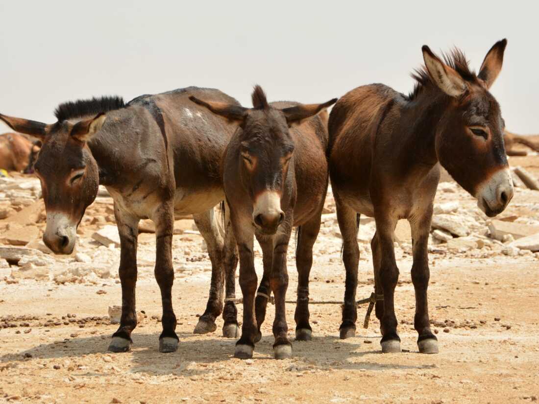 ‘Proposed ban on donkey slaughtering will render 3 million Nigerians unemployed’