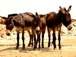 Nigeria can earn $60m annually from donkey production – Farmers