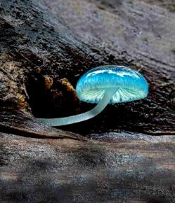 Amazing Natural solution to cure Internal & External Pile Hemorrhoids, Fluid Discharge and anal bleeding permanently