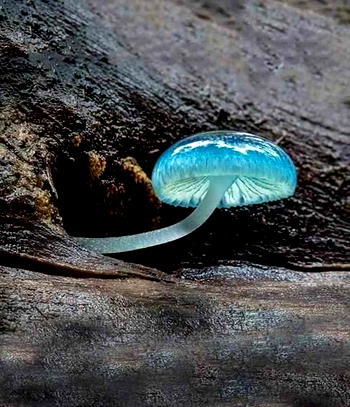 Amazing Natural solution to cure Internal & External Pile Hemorrhoids, Fluid Discharge and anal bleeding permanently