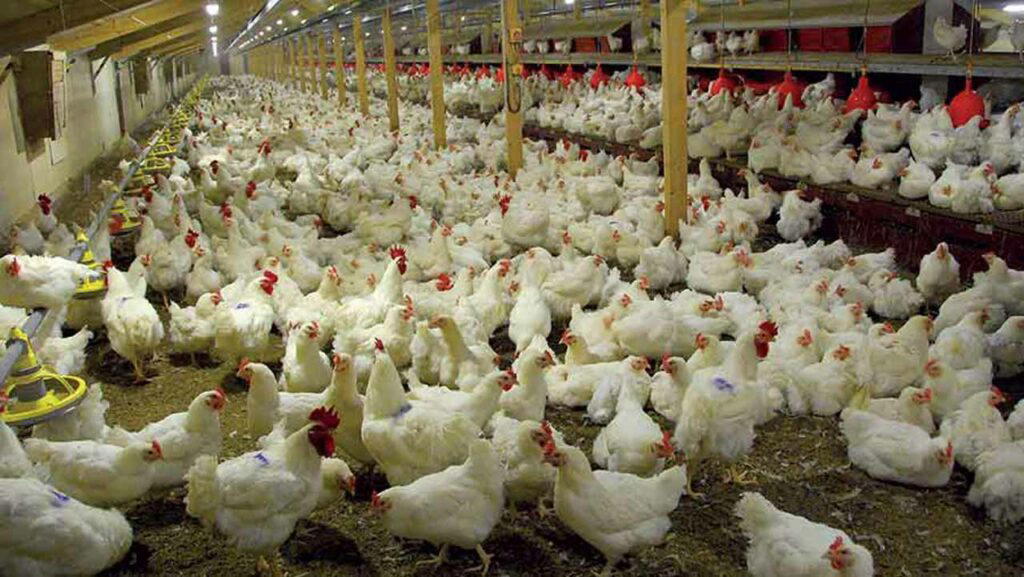 FG Assures Massive Intervention In Poultry Industry - Vanguard News