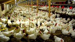 Livestock sector capable of generating N33trn annually — FG