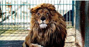 Lion kills man who jumps into zoo in Ghana